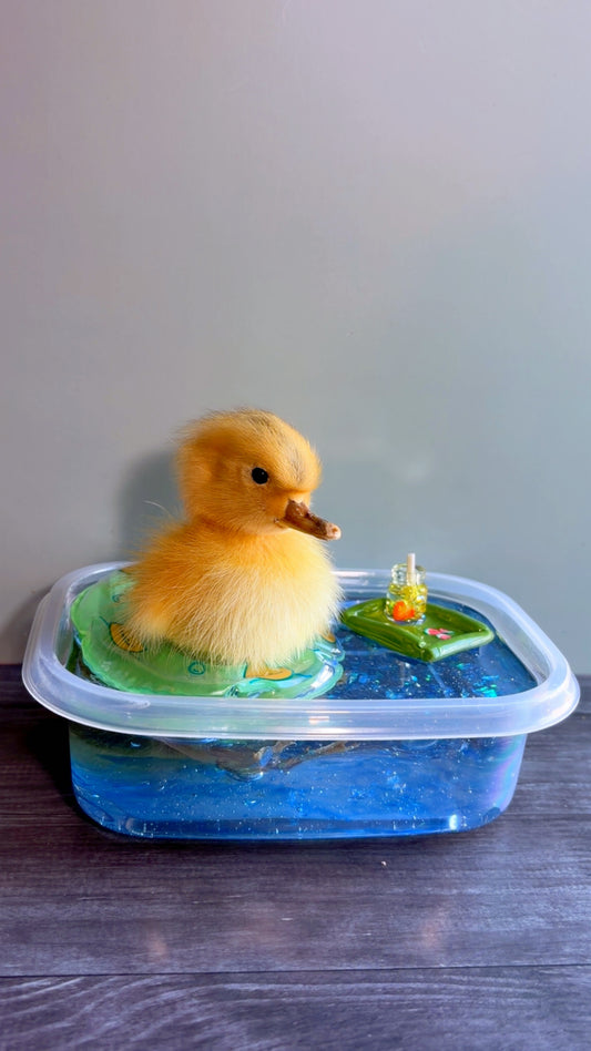 Handmade taxidermy duckling art piece