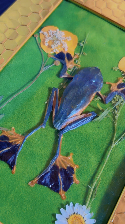 Handmade framed art with a taxidermy frog