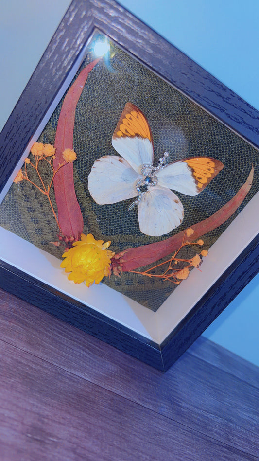 Handmade butterfly framed art