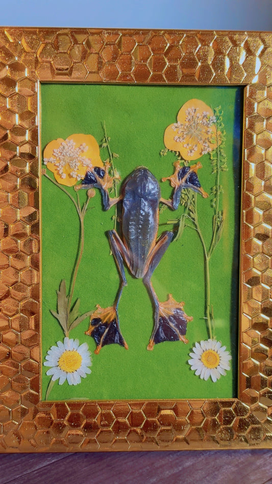 Handmade framed art with a taxidermy frog