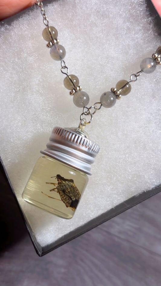 Handmade stink bug wet specimen necklace