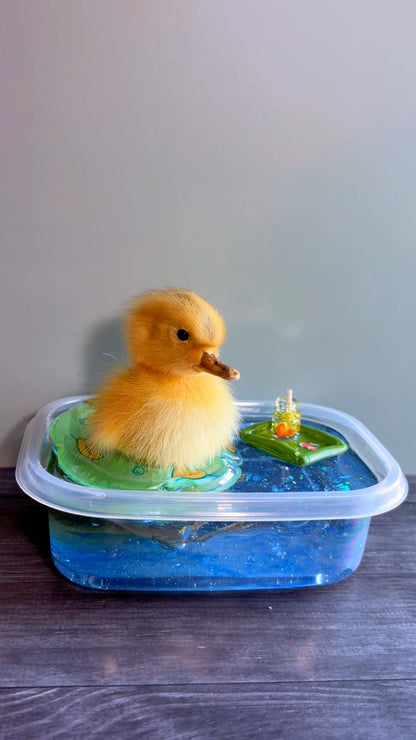 Handmade taxidermy duckling art piece