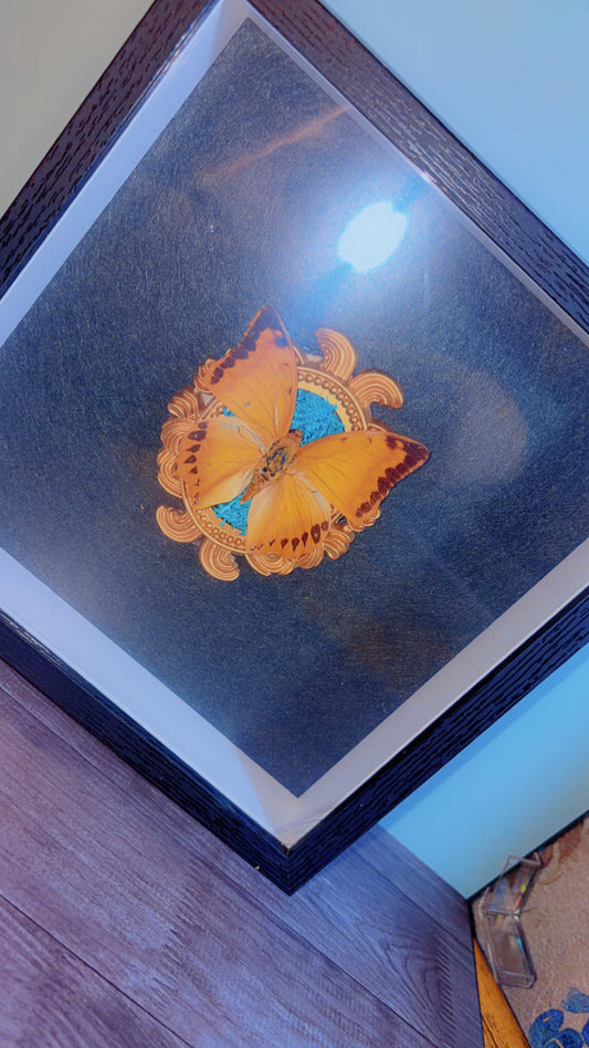 Handmade butterfly framed art