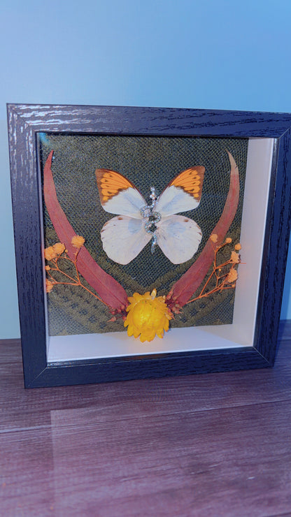 Handmade butterfly framed art