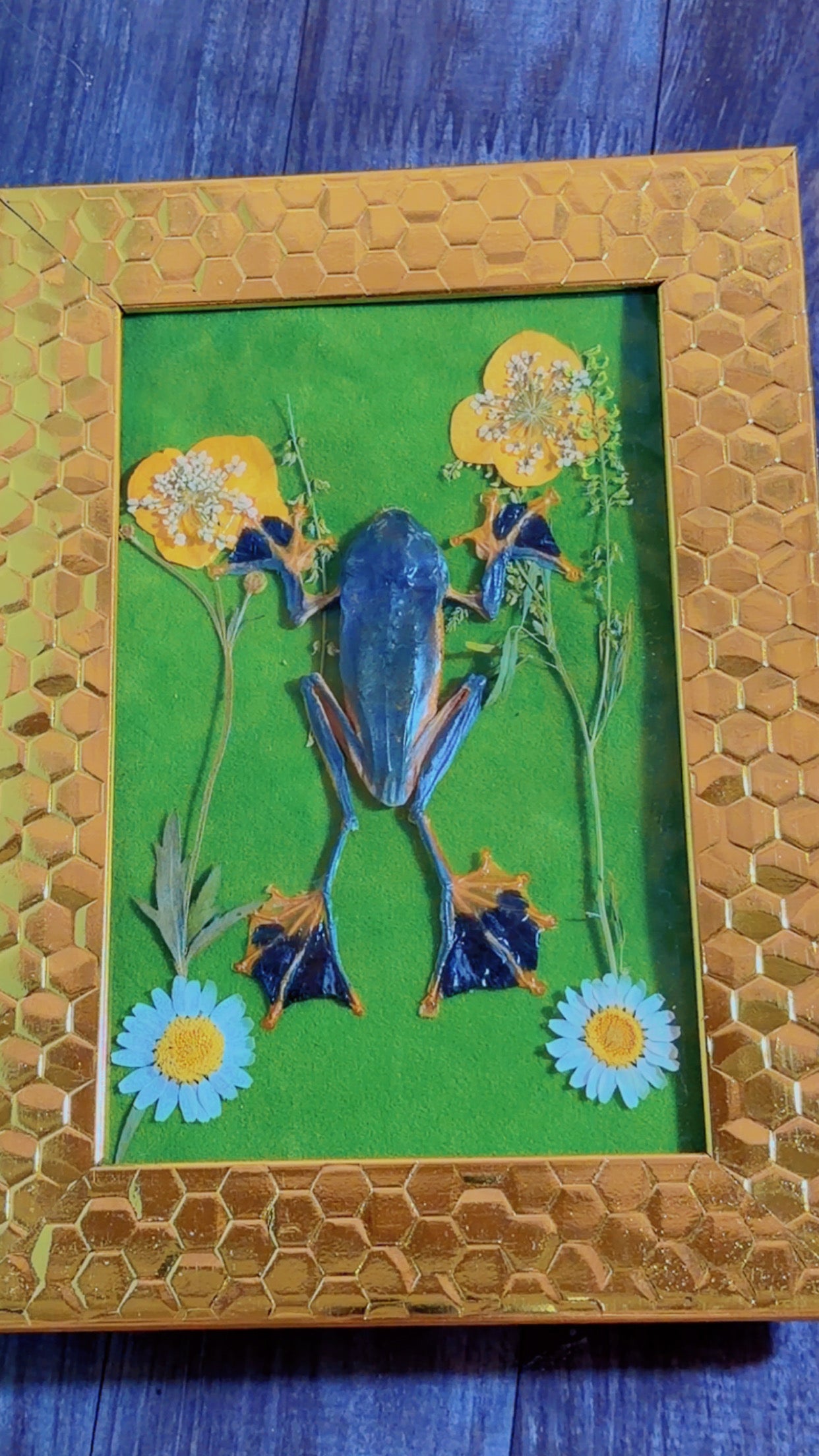 Handmade framed art with a taxidermy frog