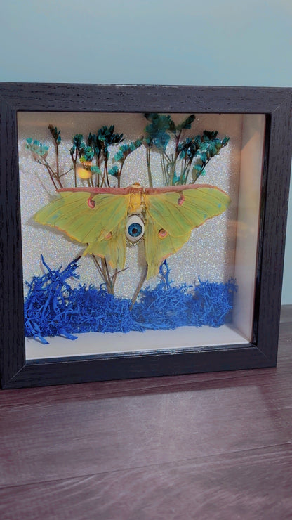 Handmade Luna moth framed art