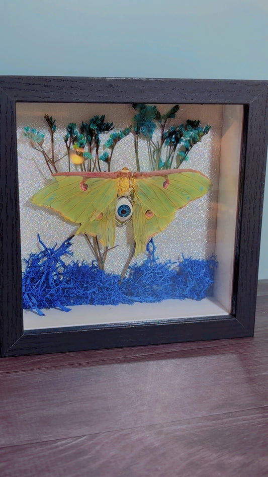 Handmade Luna moth framed art