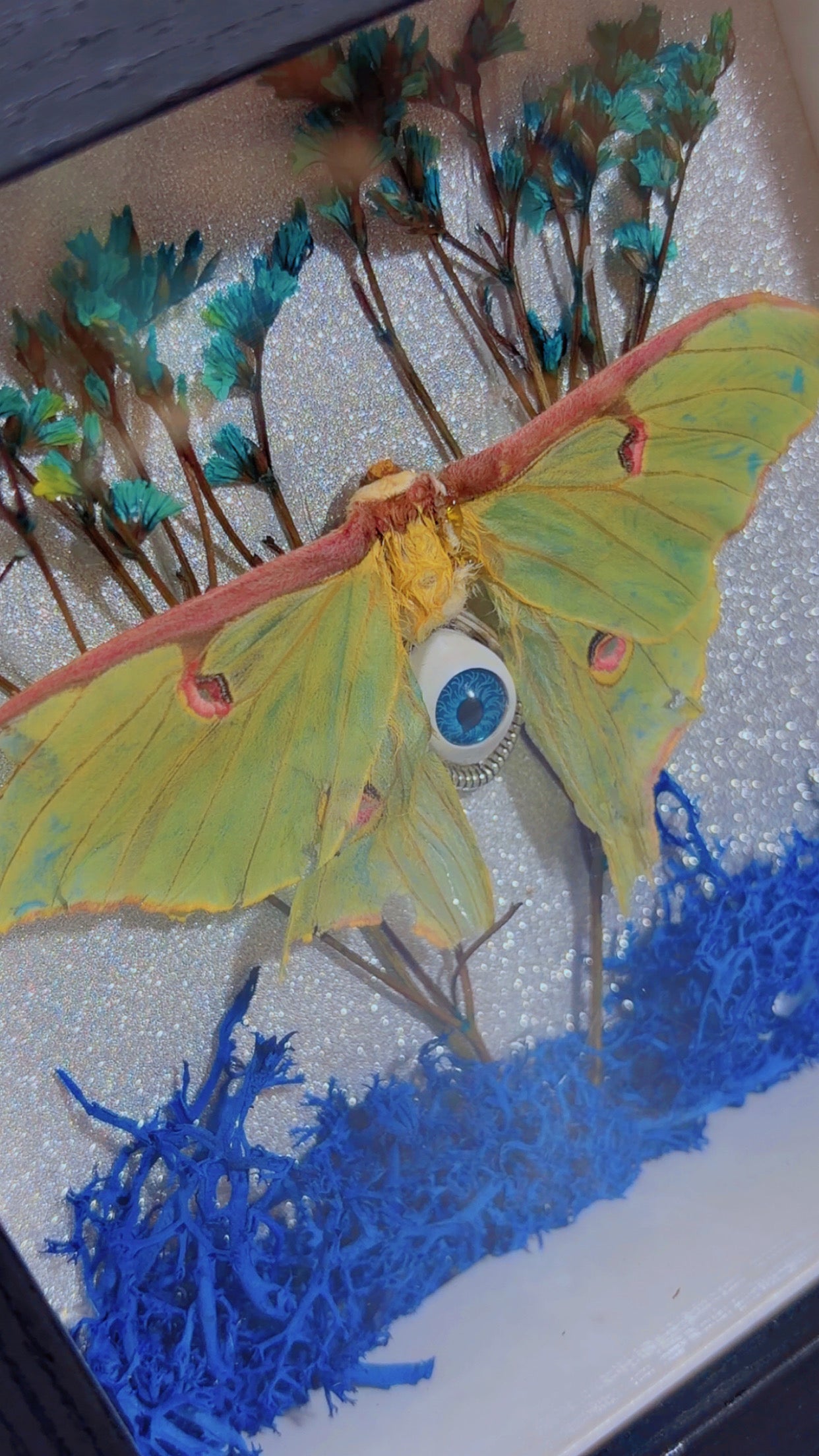 Handmade Luna moth framed art