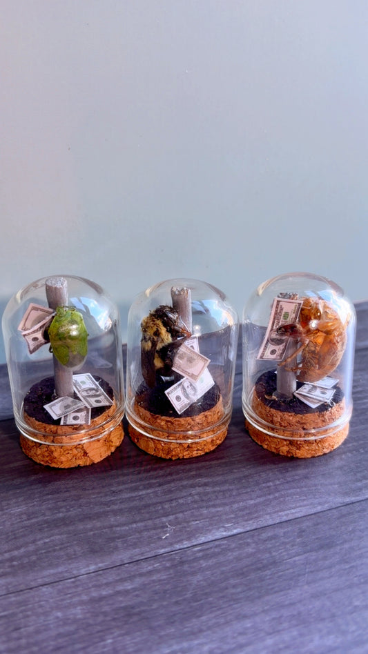 Handmade stripper bugs
