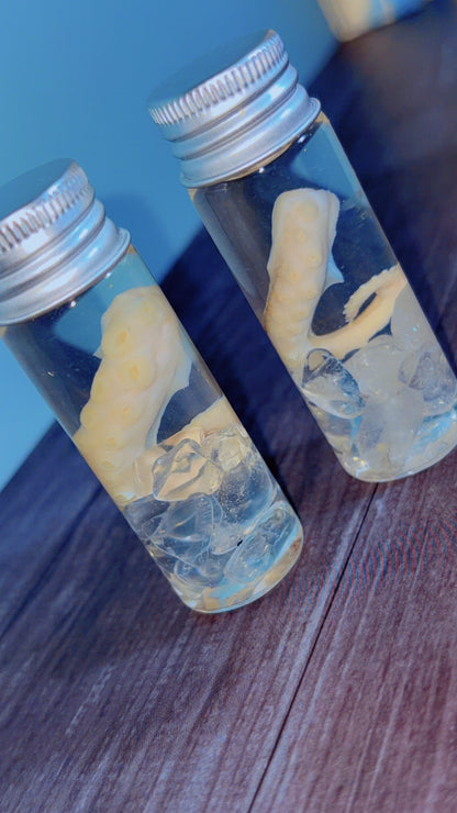 Handmade squid tentacle wet specimen with clear quartz crystals