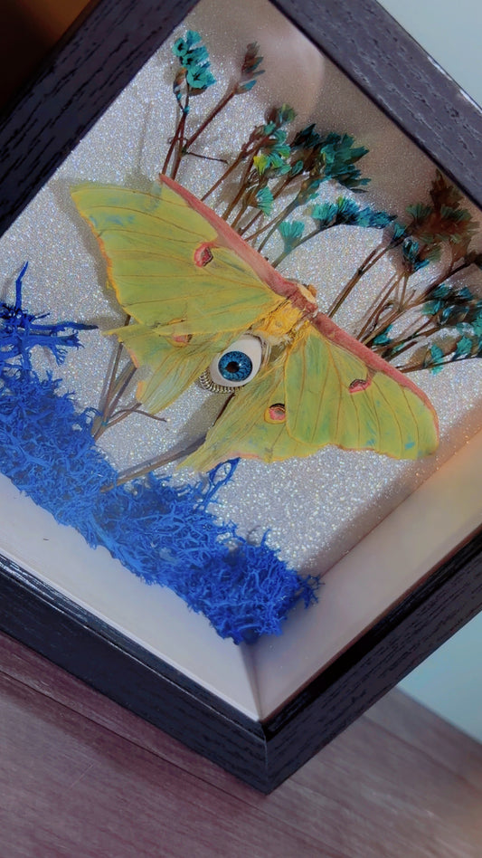 Handmade Luna moth framed art