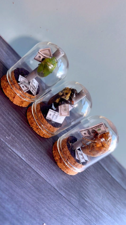Handmade stripper bugs