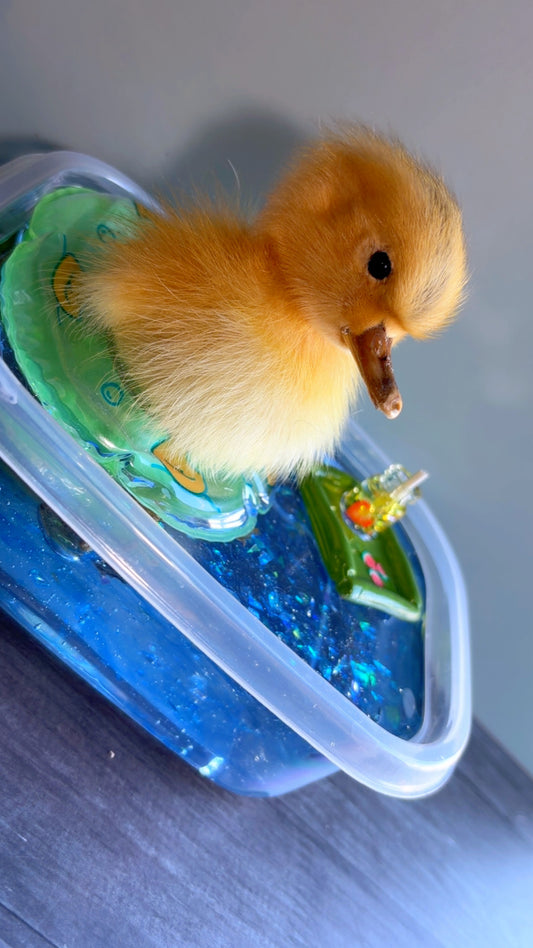 Handmade taxidermy duckling art piece
