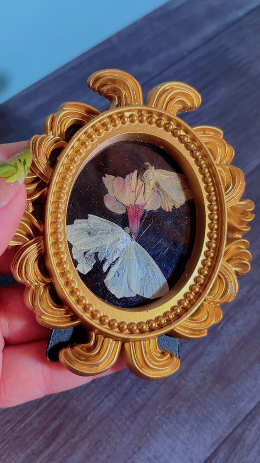 Handmade framed art with moths and a dried flower