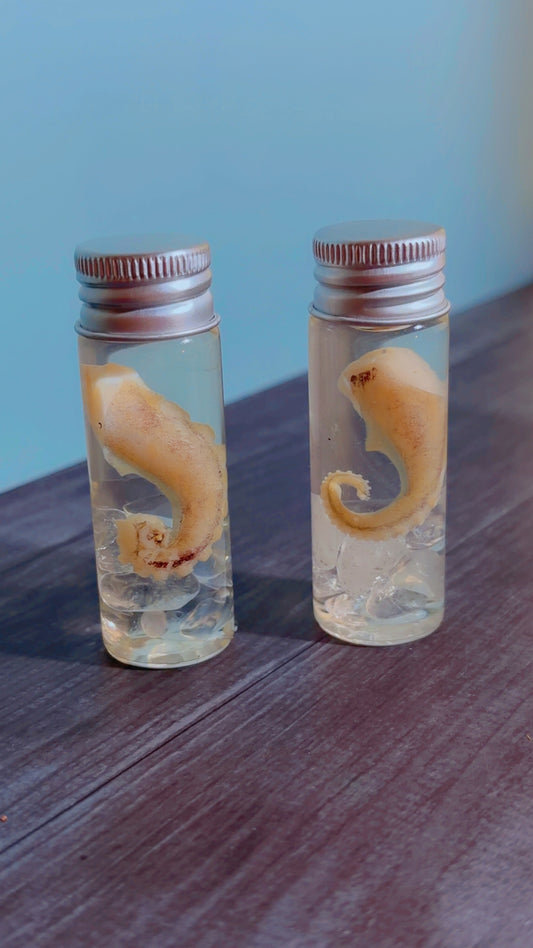 Handmade squid tentacle wet specimen with clear quartz crystals
