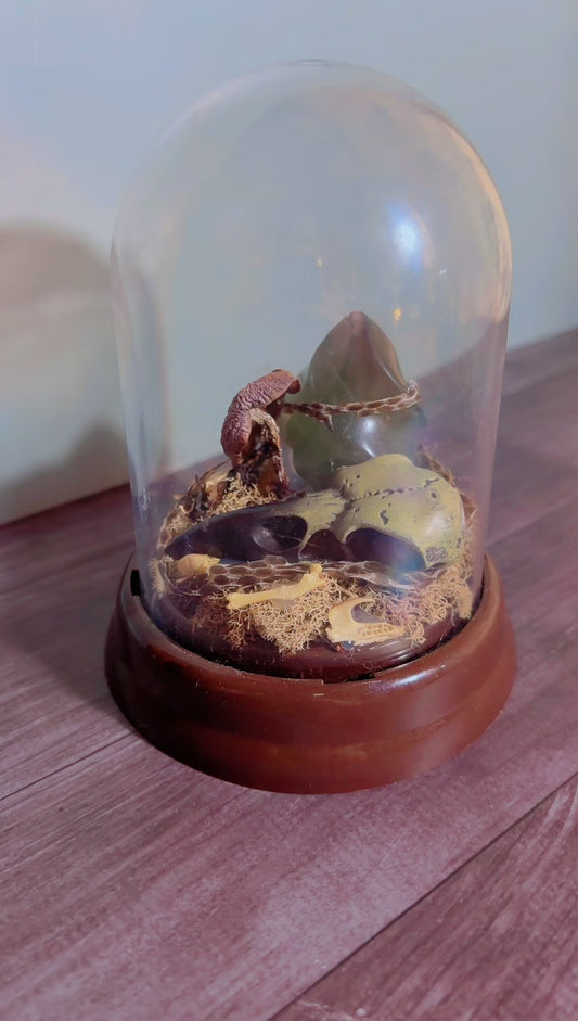 Handmade dome with faux crow skull