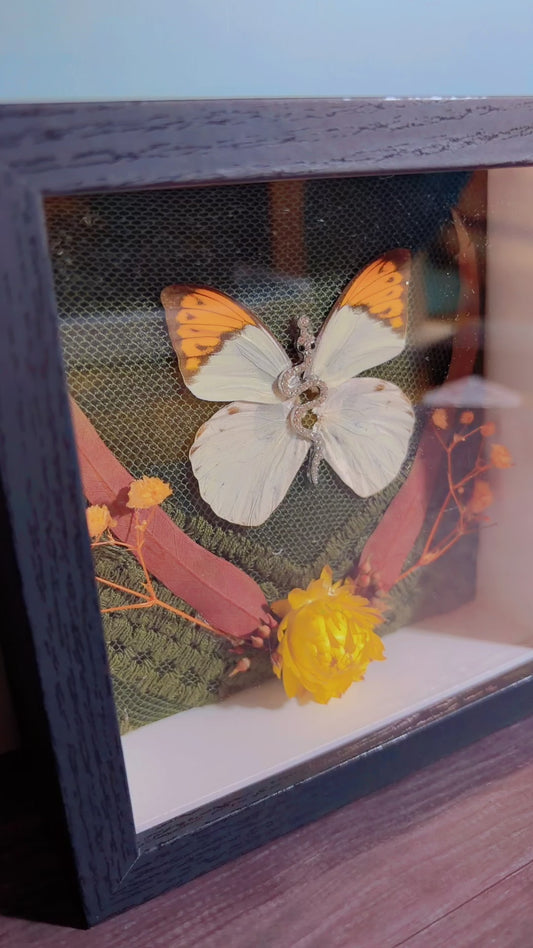 Handmade butterfly framed art